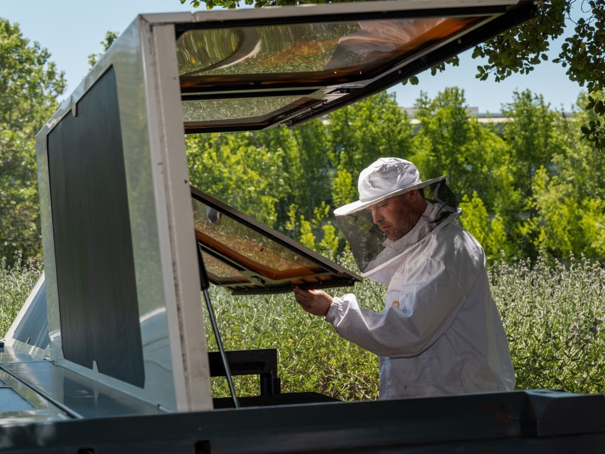 How Robotic Hives and AI Are Lowering the Risk of Bee Colony Collapse