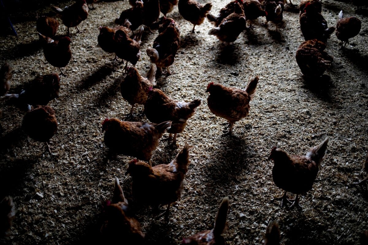 South Africa's PIC Gives Funds to Chicken Producer to Save Birds