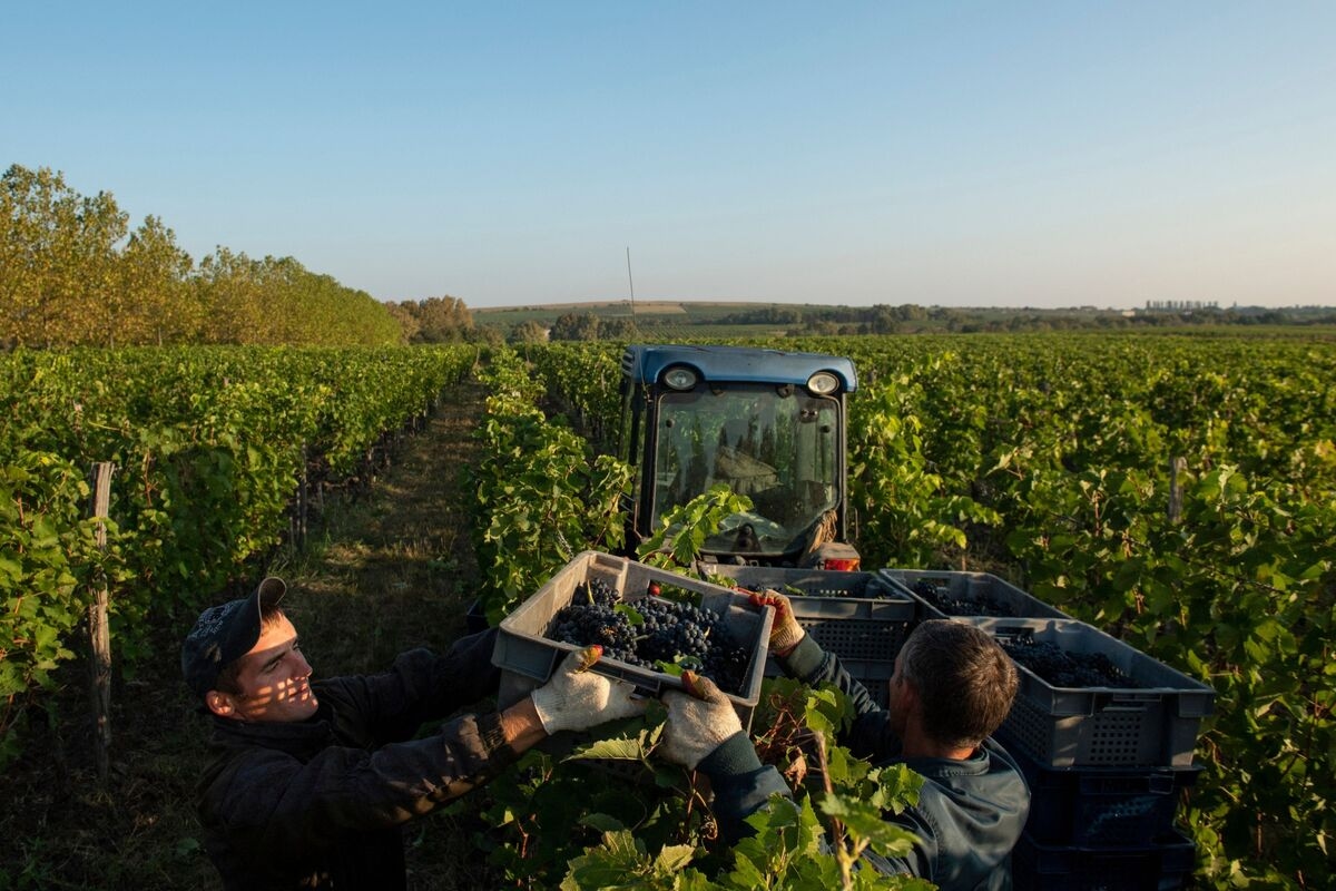 Putin's Push for ‘Patriotic' Wines Sparks Growth in Black Sea Vineyards