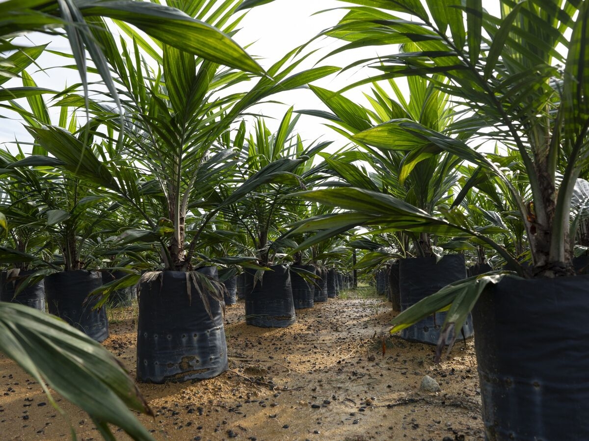 Palm Oil Jumps Above 4,000 Ringgit Mark to Track Soy Oil, Crude