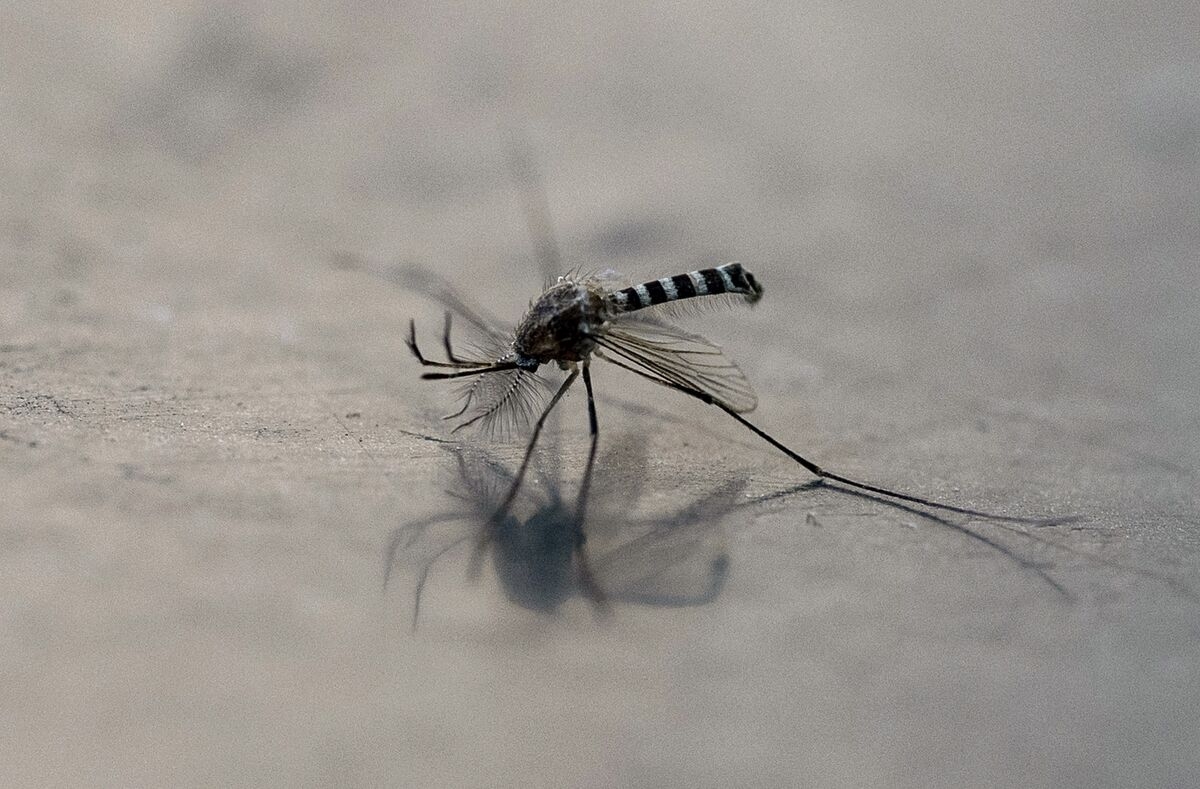UK Finds West Nile Virus in Local Mosquitoes for First Time