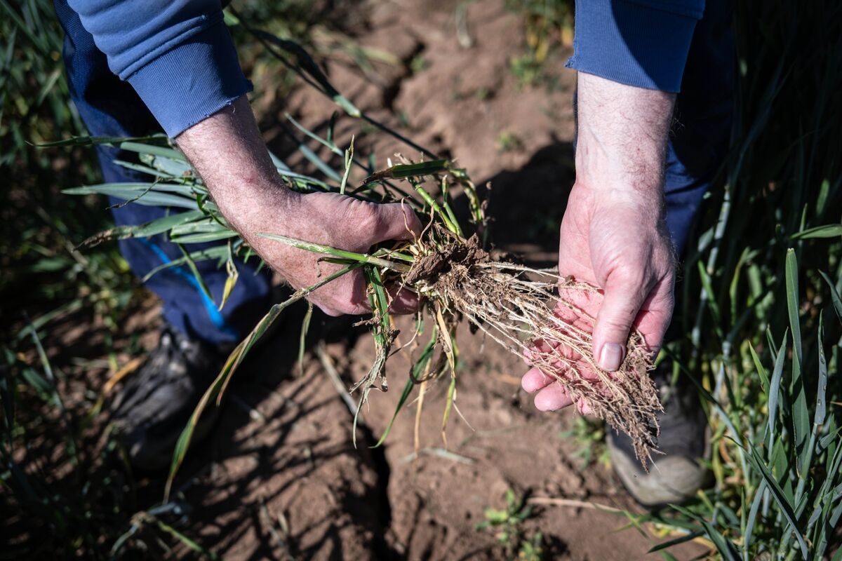 Europe's Dry Spring Raises Fears for Wheat and Barley Harvests