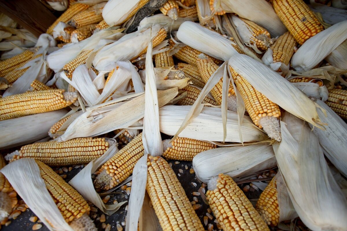China's Retreat From US Corn Makes It Cheaper for Rest of Asia