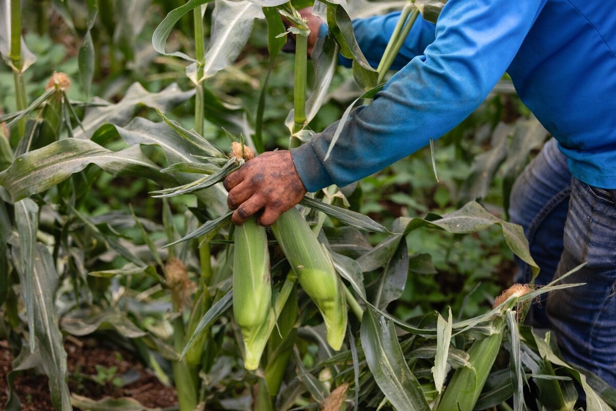 Corn Drops Below $4 a Bushel With Big US Yields in Focus