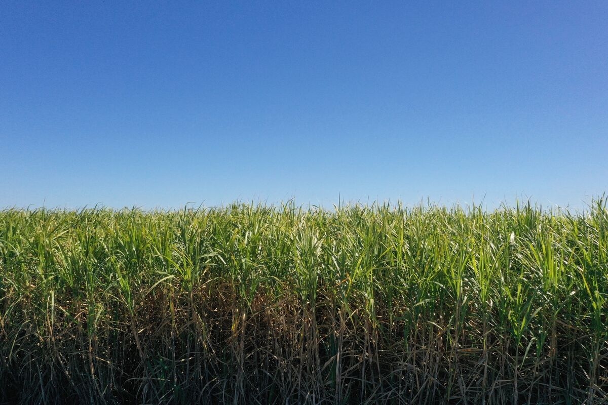 Sugar Set for Longest Run of Gains in Five Months on Brazil Crop