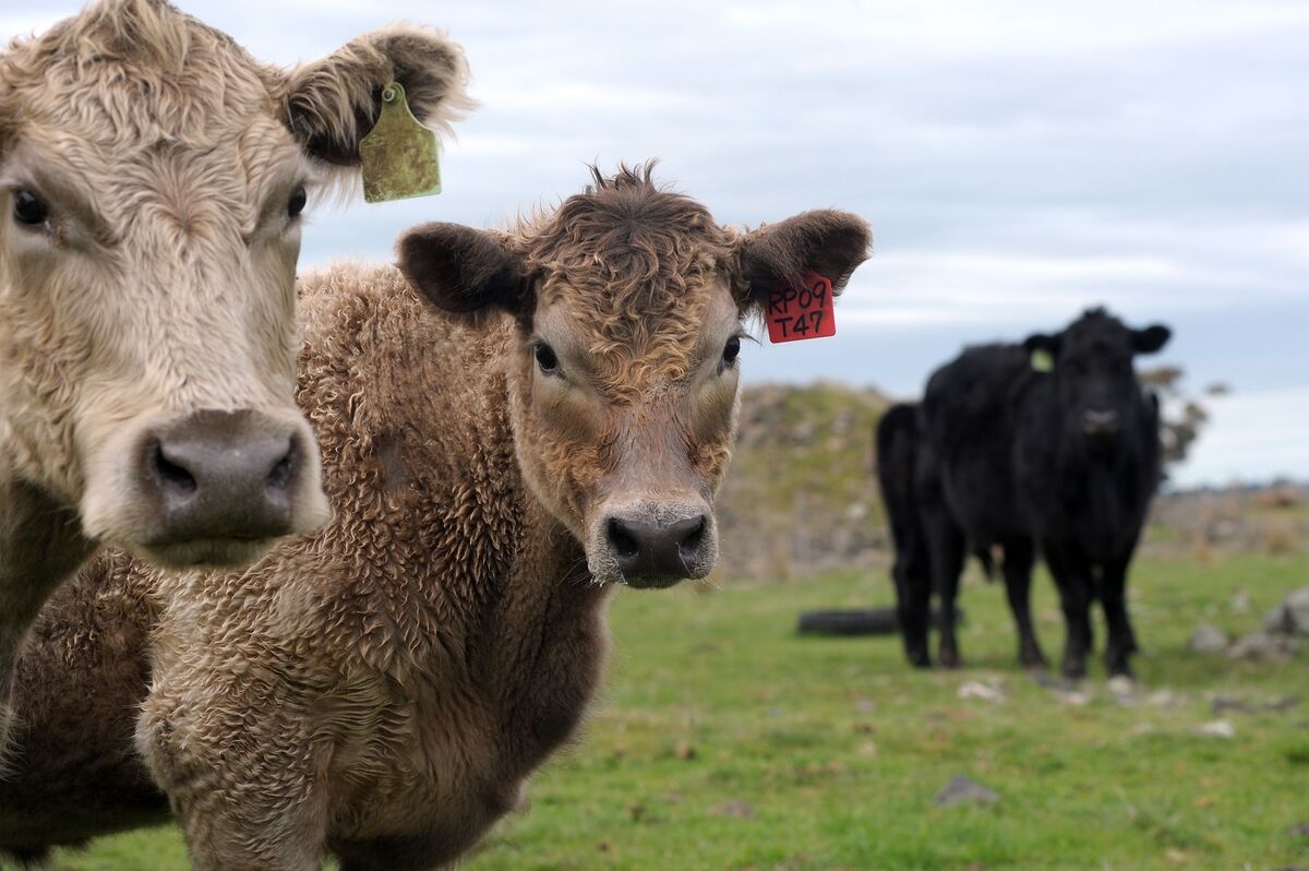 Record Meat Prices Fuel Fresh Worries for Food Inflation