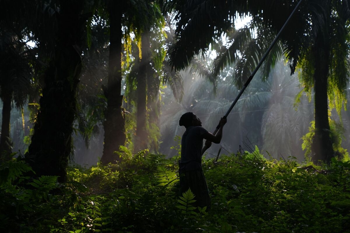 Indonesia to Run Palm Plantations Seized from Troubled Firm
