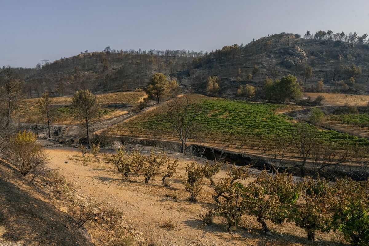 French Winegrowers Say Fire Damage to Vineyards Is Enormous