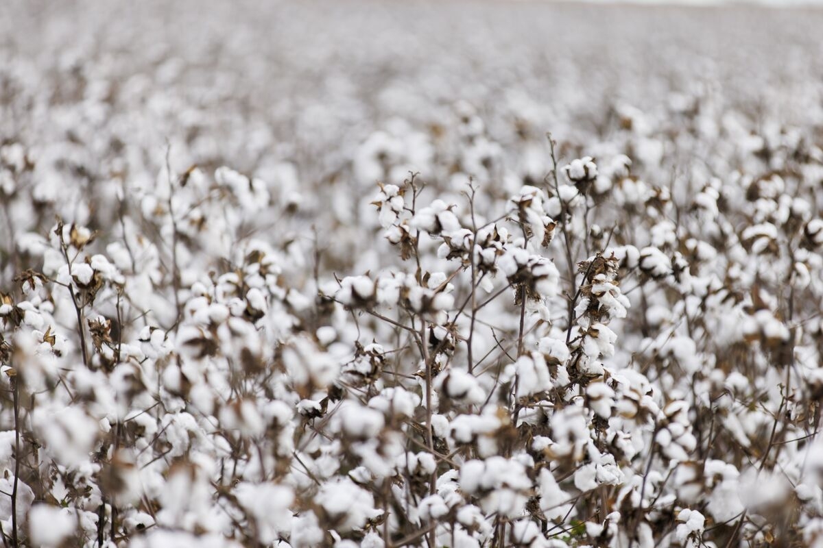 Commodity Trader ED&F Man Expands Into Cotton With Viterra Hires