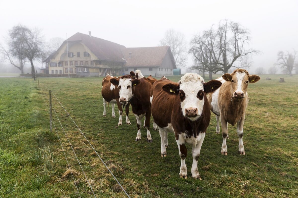 Swiss Desire for a Trump Trade Deal Tests Its Love for Farmers