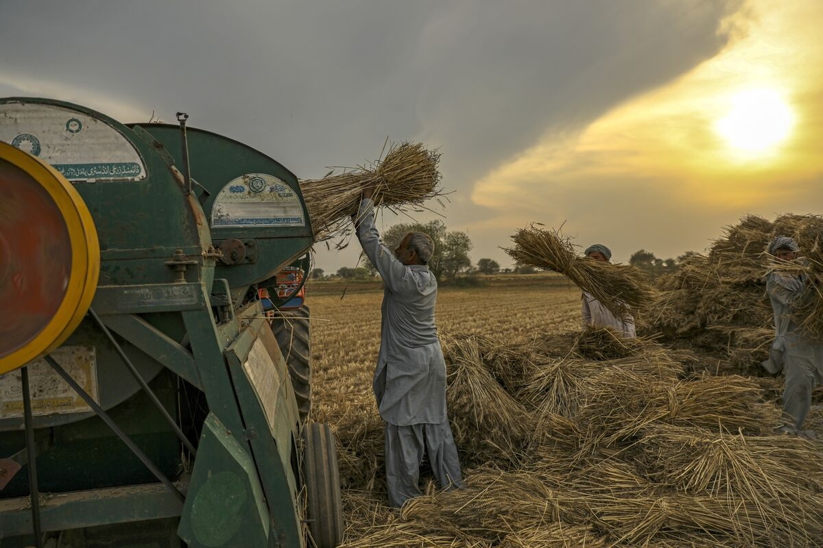India's Water Treaty Suspension Spells Risk for Pakistan's Farms