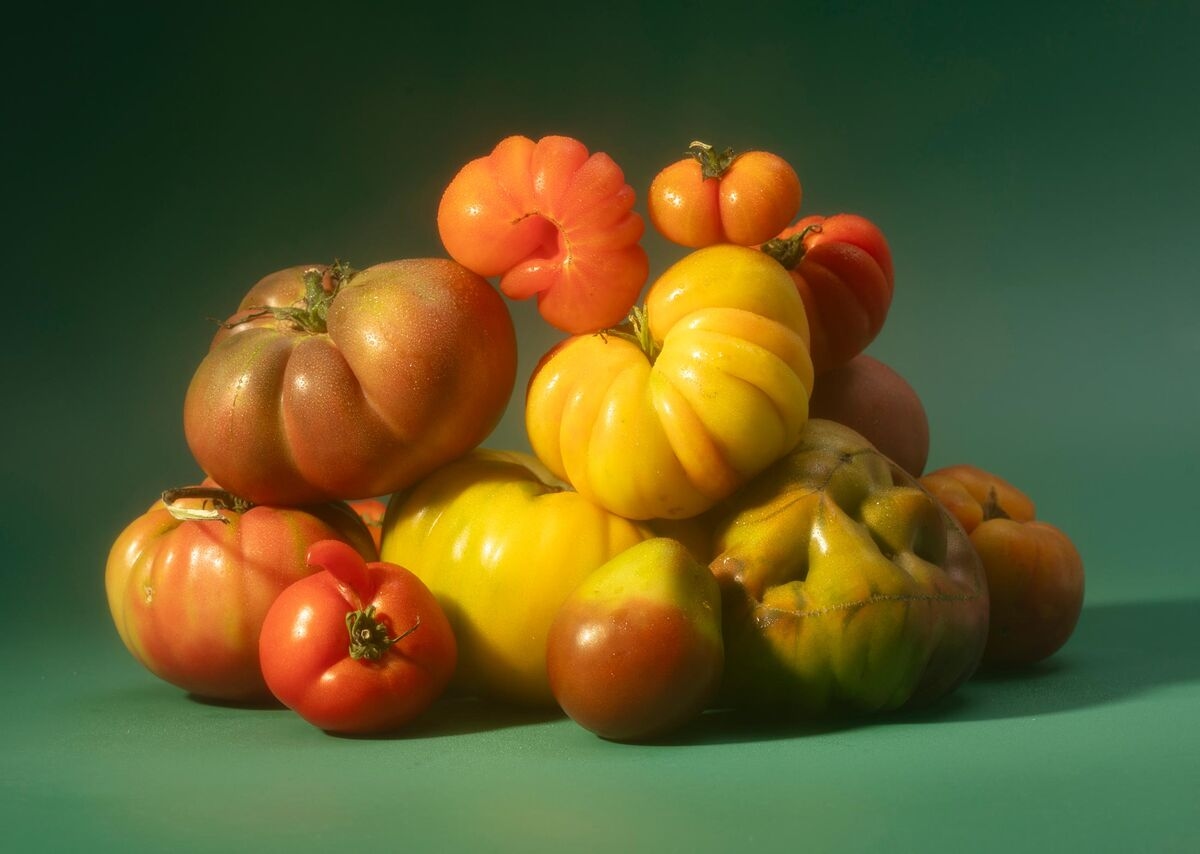 The Sungold Also Rises: America's Great Tomato Debate
