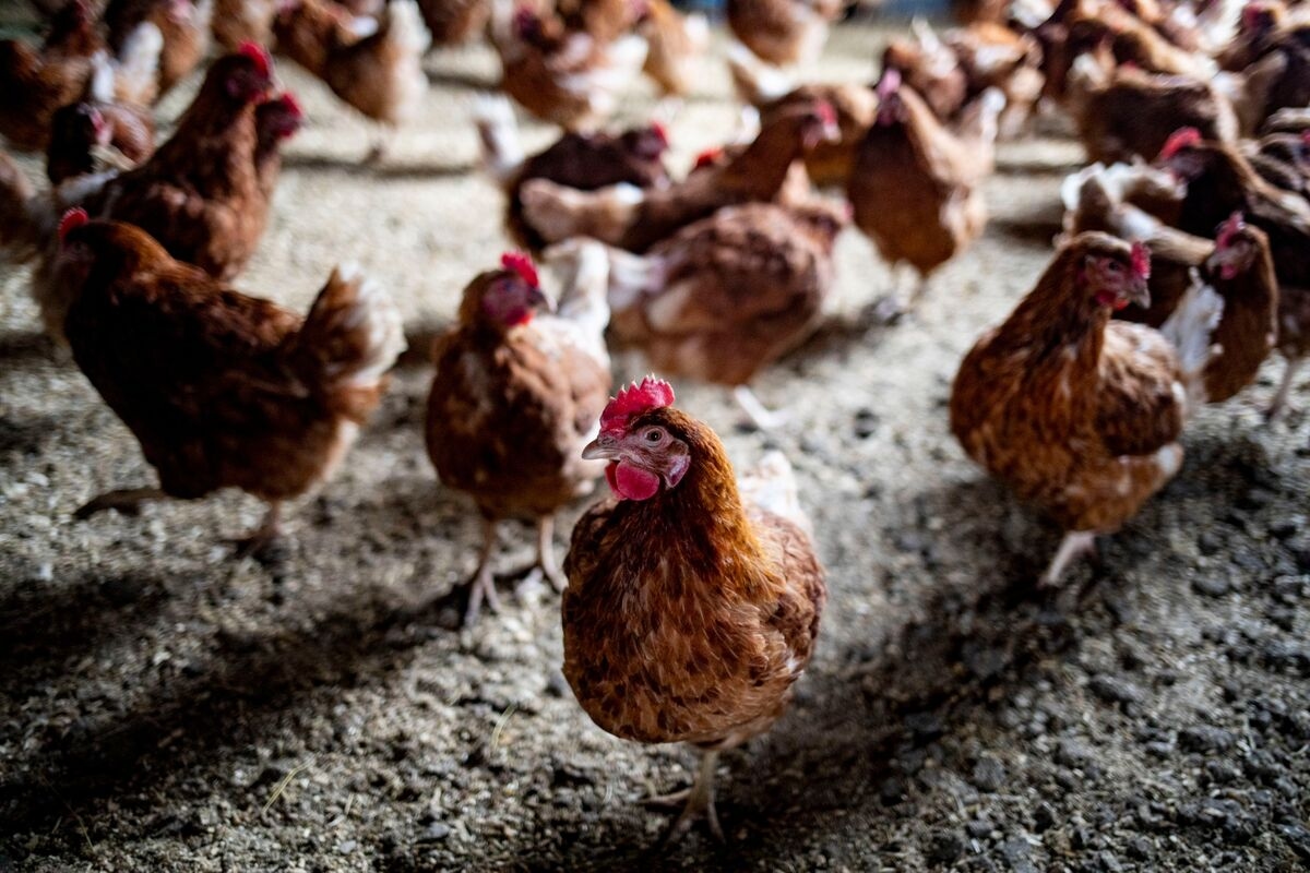 Vital Farms Lures US Egg Farmers With Higher Prices, Incentives