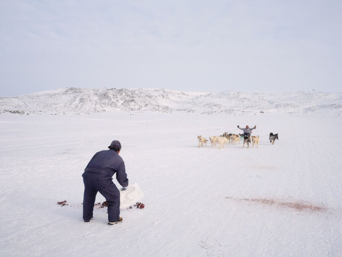 How Greenland's Sled Dogs Entered a Diplomatic Row