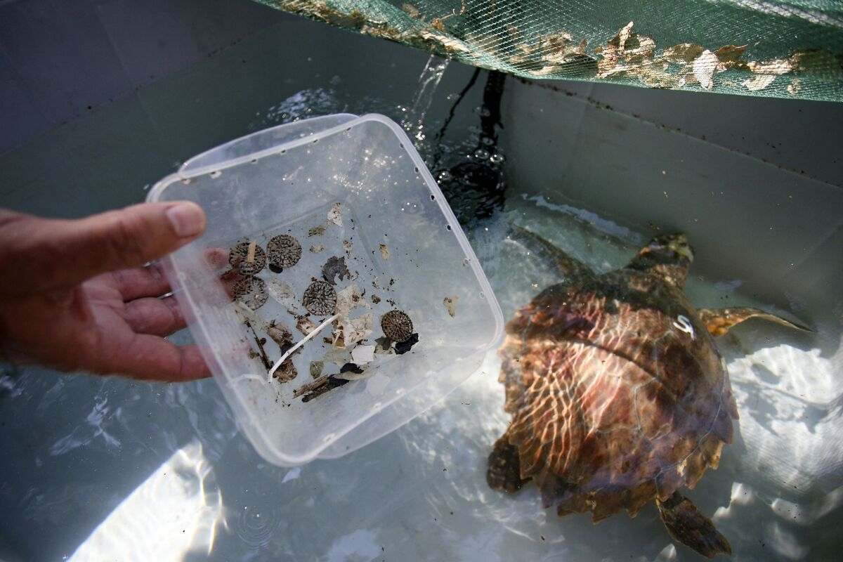 Sea Turtles Aren't the Only Victims of Plastic