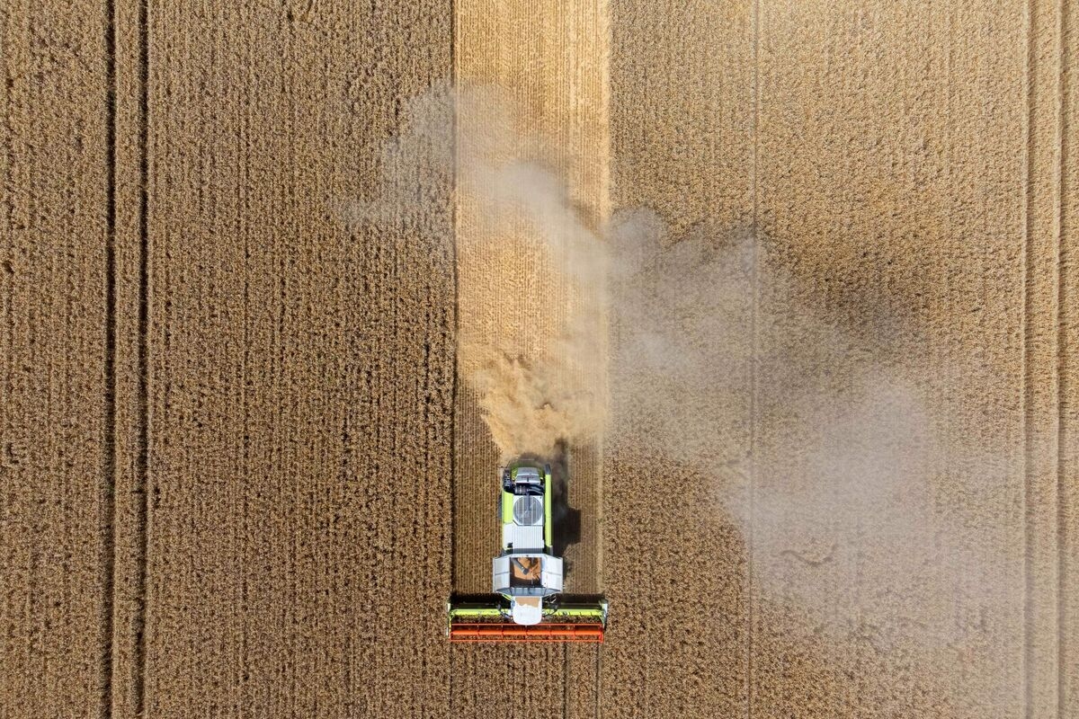 Paris Wheat Declines on Outlook for Strong Global Supplies