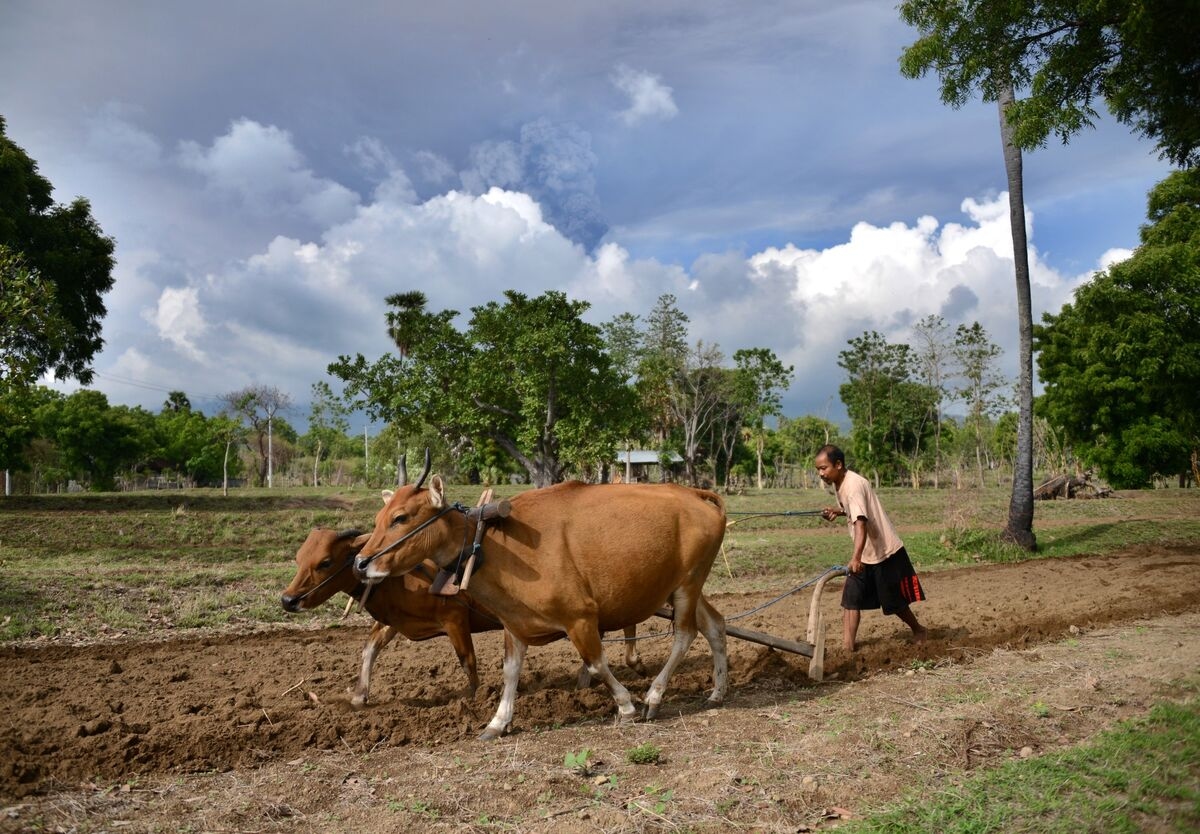 Prabowo's Food Estate Chief Quits, Citing Zero Budget