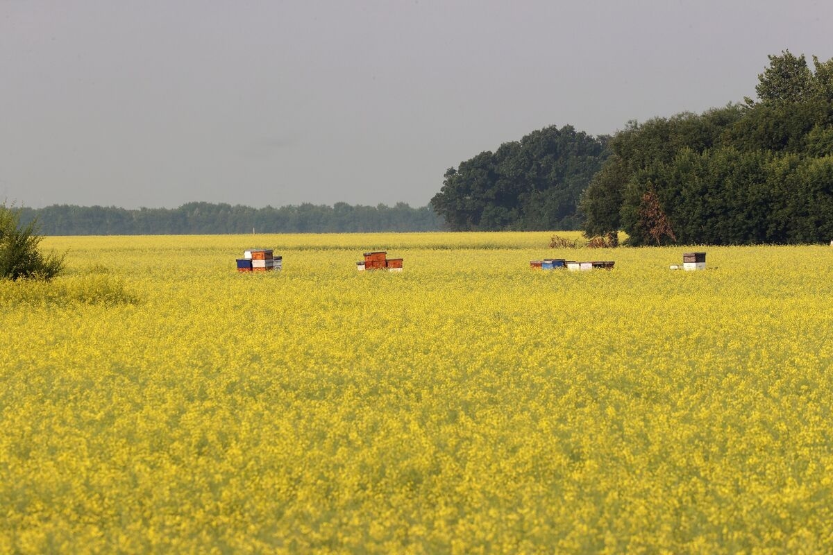 Canada ‘Ready to Engage' With China on Trade as Canola Feud Escalates