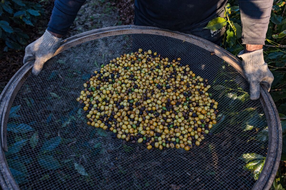 Arabica Coffee Rises to Two-Month High on Adverse Brazil Weather