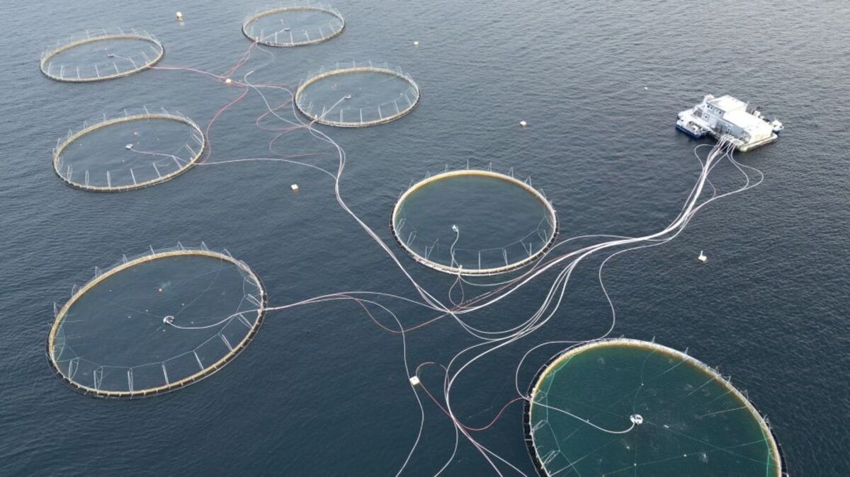 Norway Seafood Exports Snap 10-Month Streak on Salmon Retreat