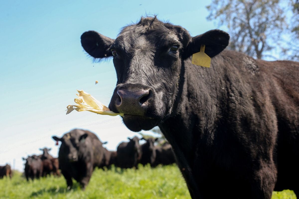 Australian PM Floats Potential US Beef Import Deal for Trump