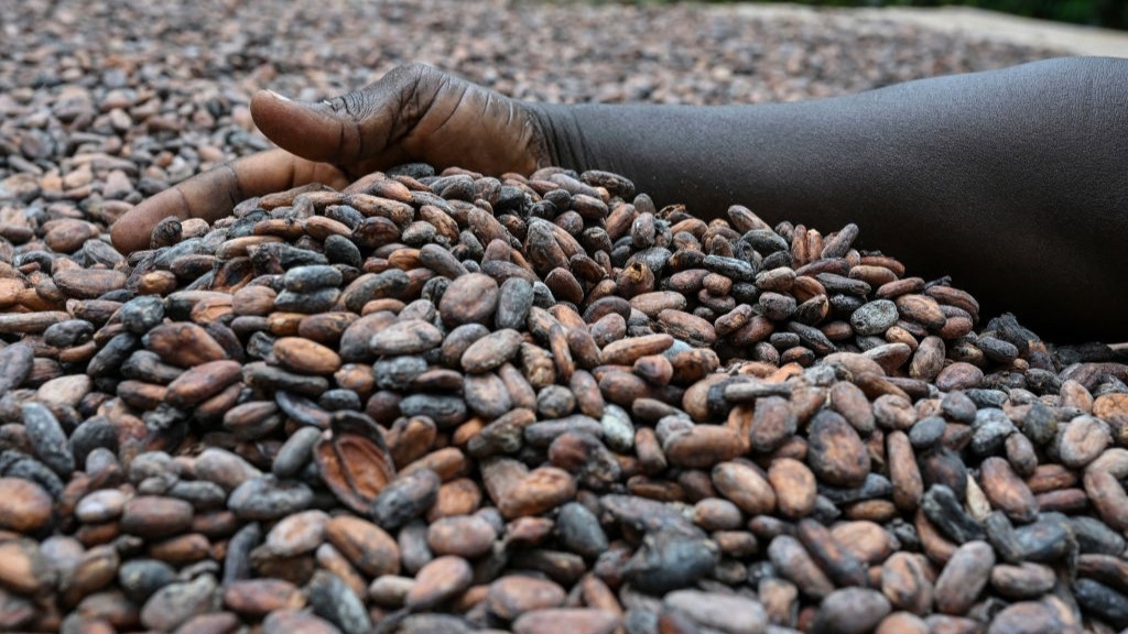 Why Are People Smuggling Cocoa Beans out of Ivory Coast?