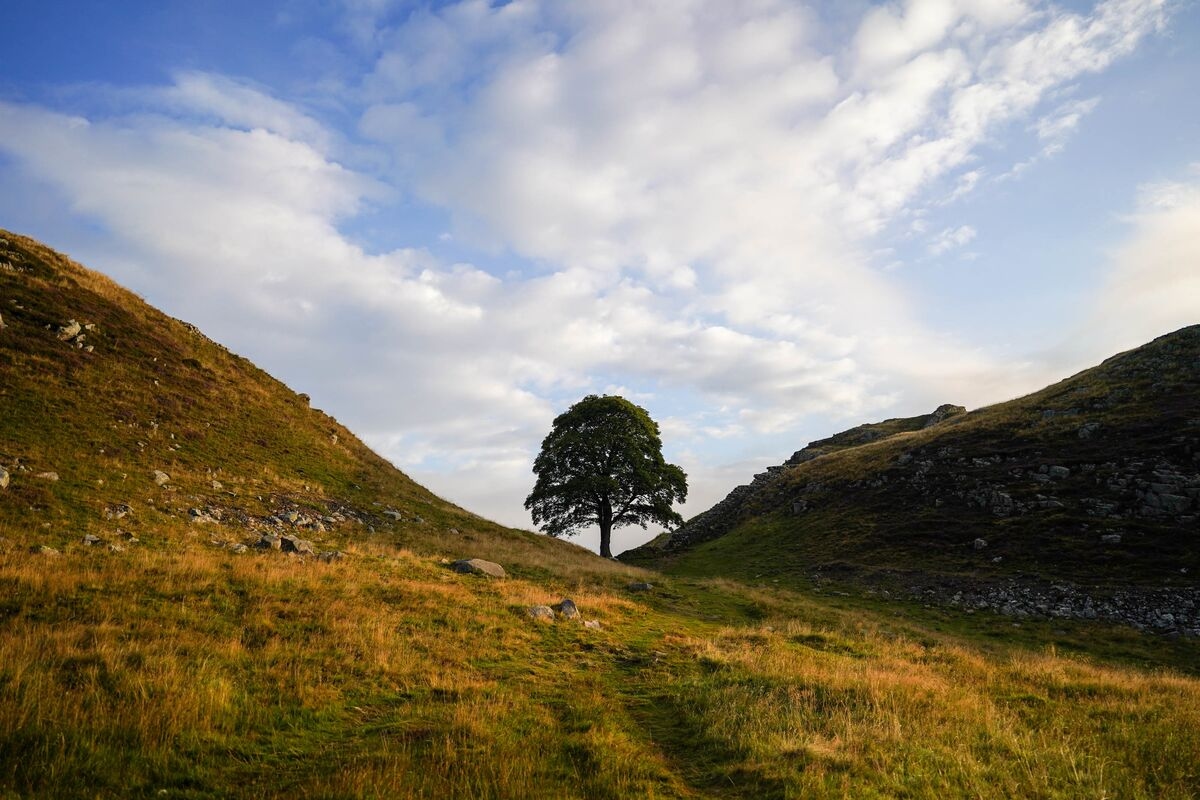 Its Easier to Get Mad About One Tree Than It Is Deforestation