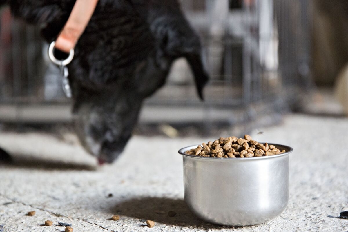 Thailand Eyes More Pet Food, Rice Exports Amid China-US Standoff