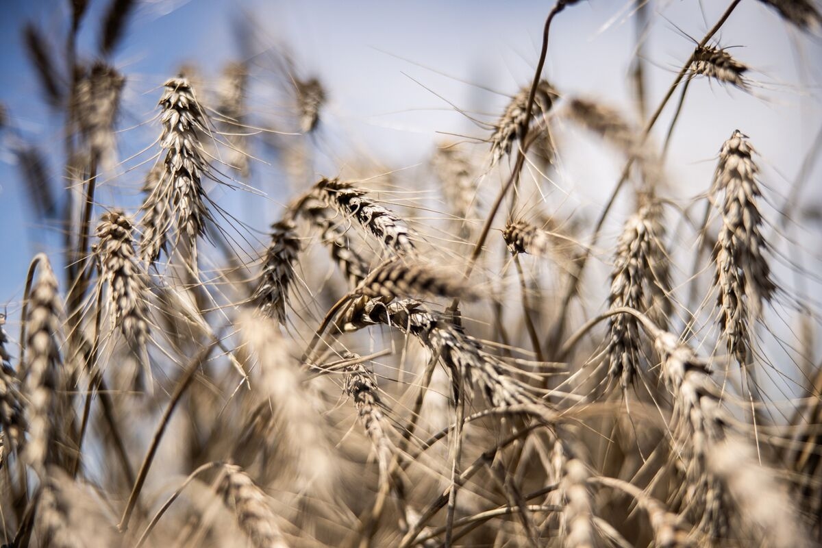 World's Wheat Heavyweights Are Exporting Grain at Just a Trickle