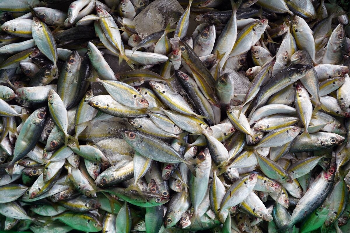 Overfishing Threatens a Third of Global Fish Stocks, FAO Says