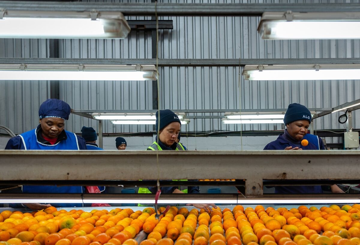 Trump Tariffs Sour the Fortunes of South Africa's Citrus Farmers