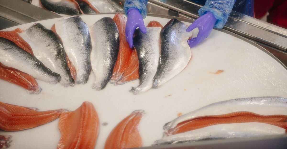 Norway Salmon, Crab Exports to US Boomed Ahead of New Tariffs