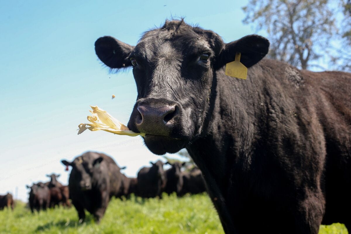 Marfrig's Home Beef Business Helps Cushion US Cattle Squeeze