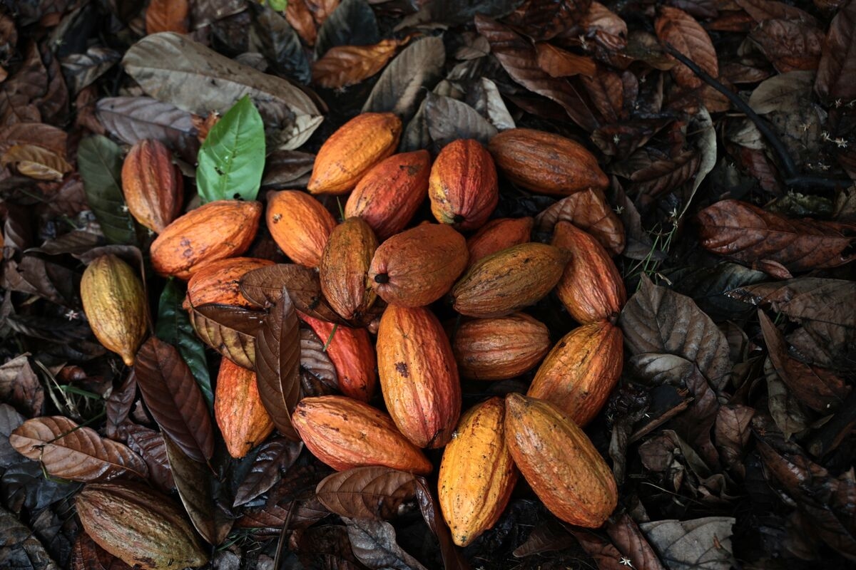 Olam's Shares Rise as Surging Cocoa, Coffee Sales Boost Profits