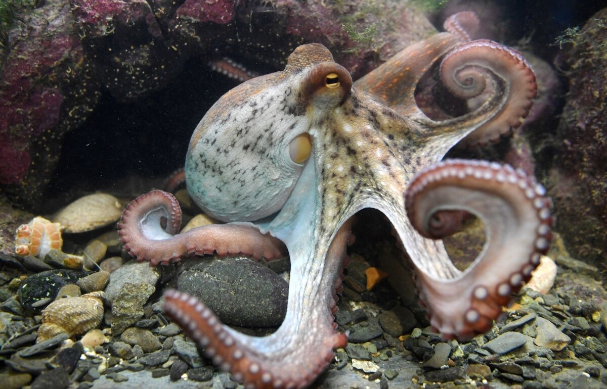 Octopus Invasion in English Channel Flags Marine Heat Wave Risks
