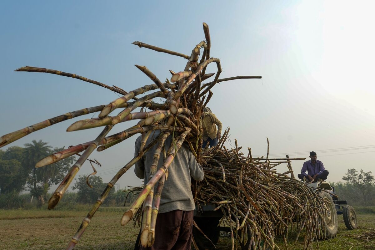 Sugar Extends Gains as a Recent Price Dip Draws in Buyers