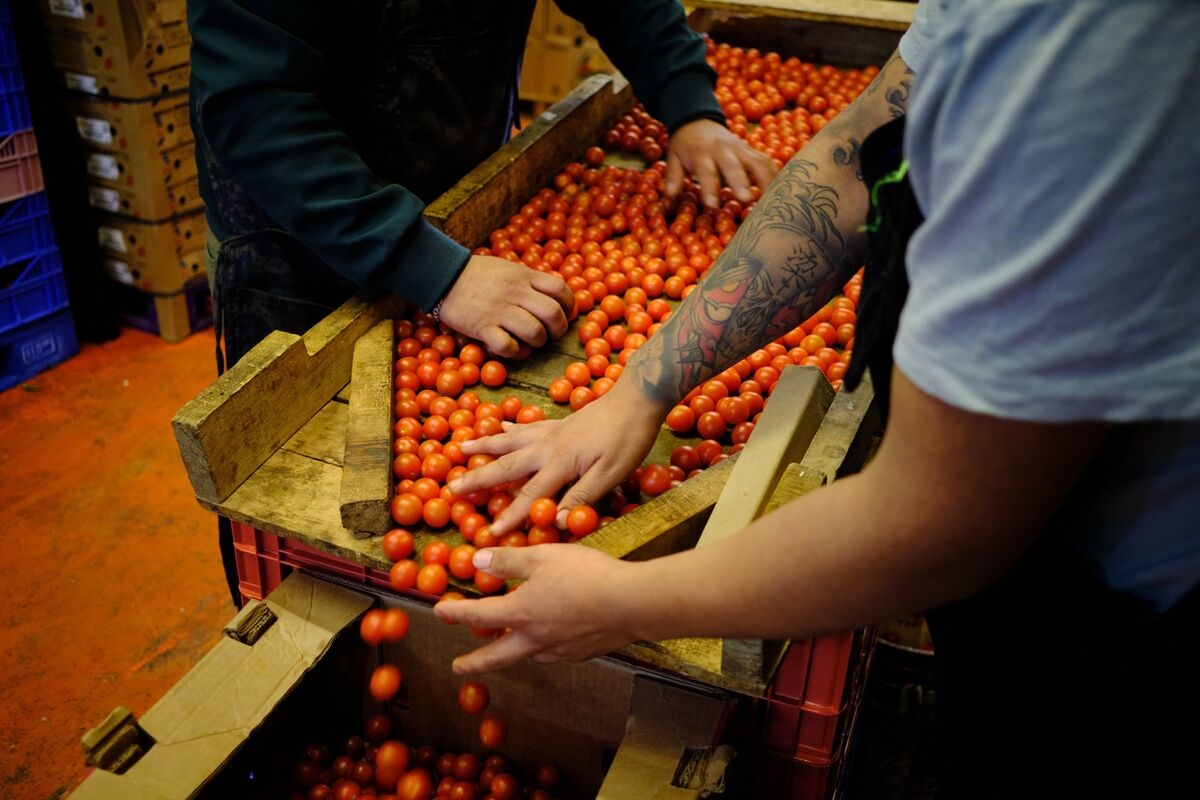 Mexico Sets Tomato Export Prices to Ease Trade Spat With Trump