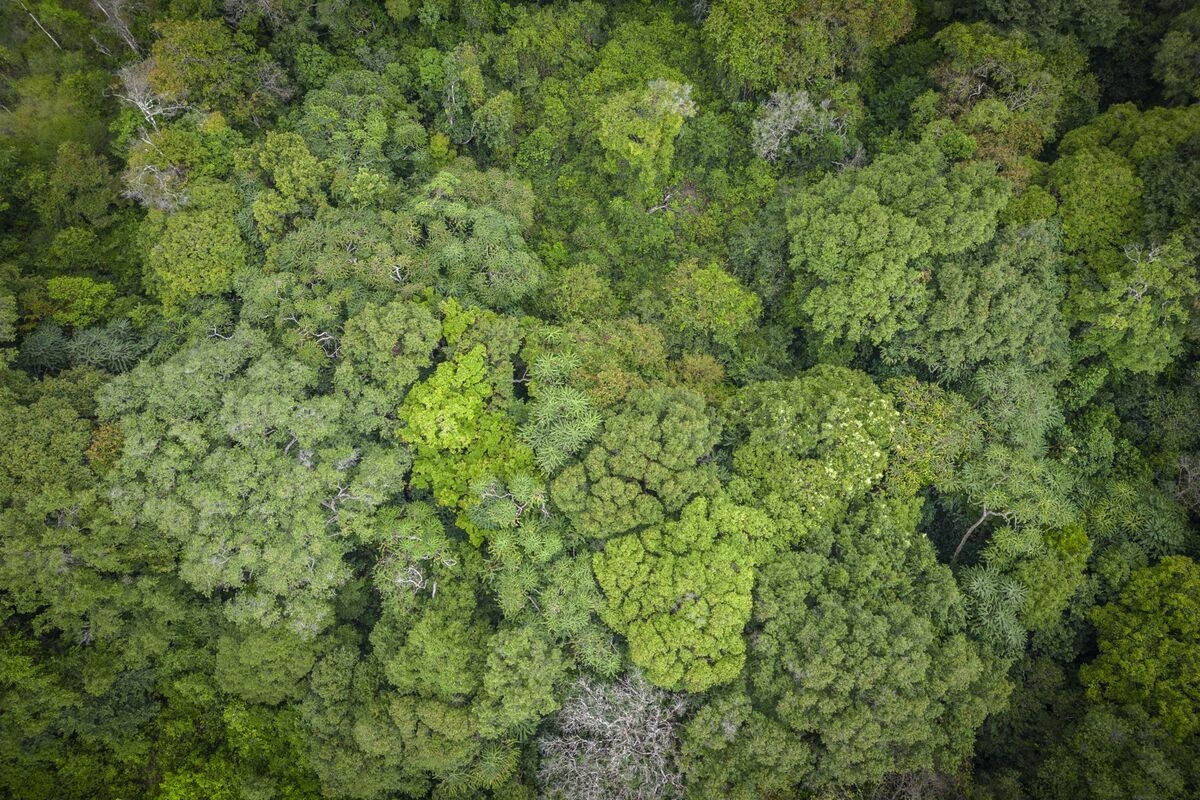 Lloyds Sets Up Team of Bankers to Focus on CO2, Nature Credits