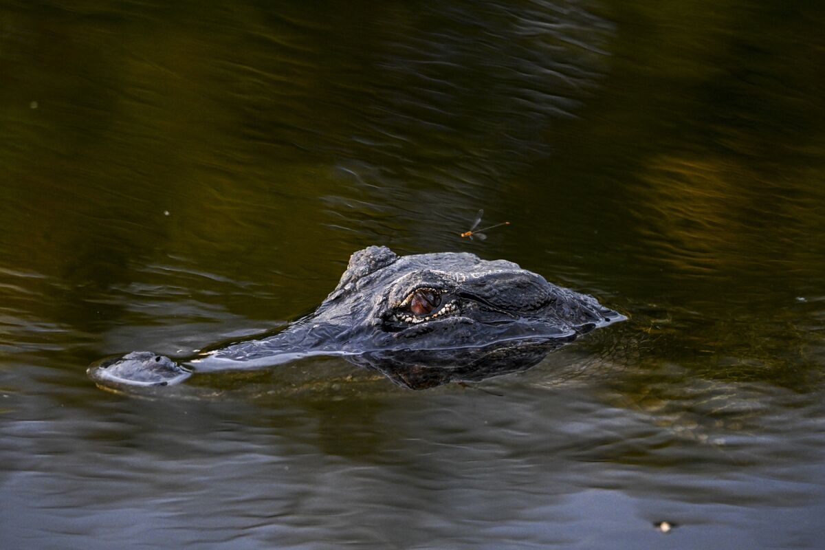 ‘Alligator Alcatraz' Is a New Low