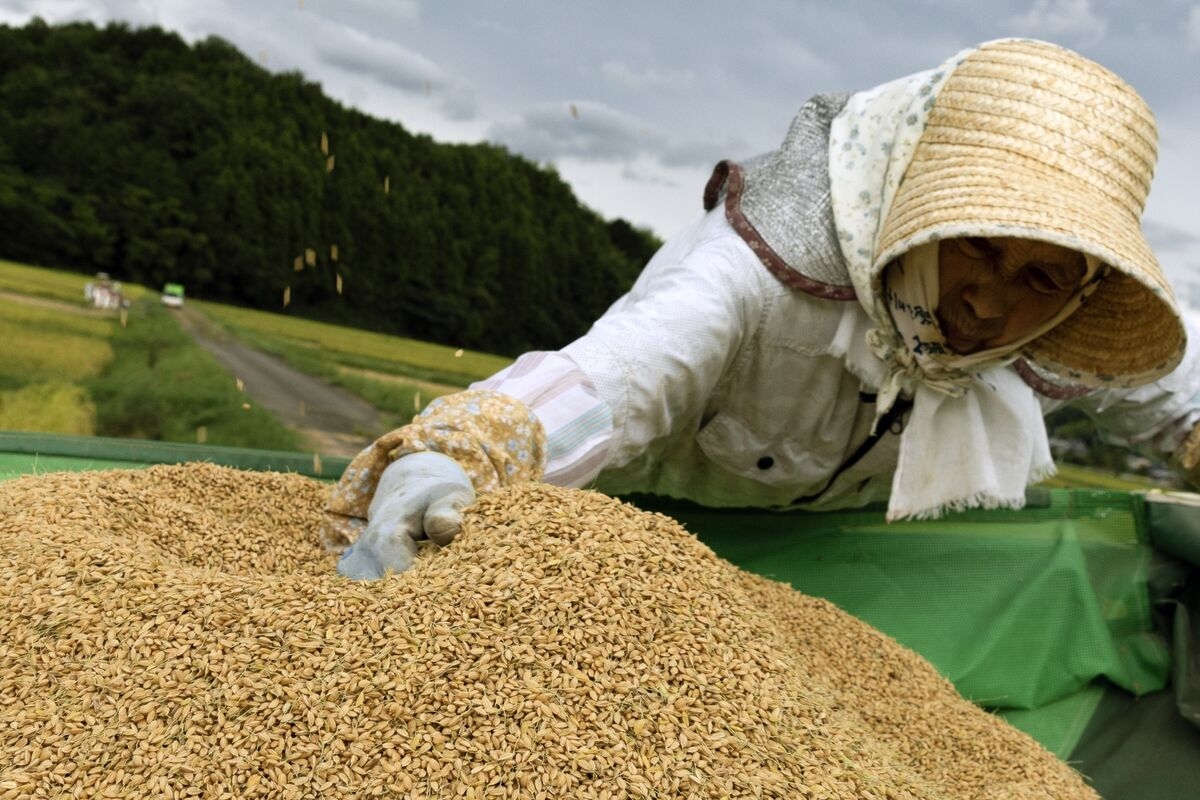 Japan's Rice Crop at Risk as Farms Face Record-Breaking Heat