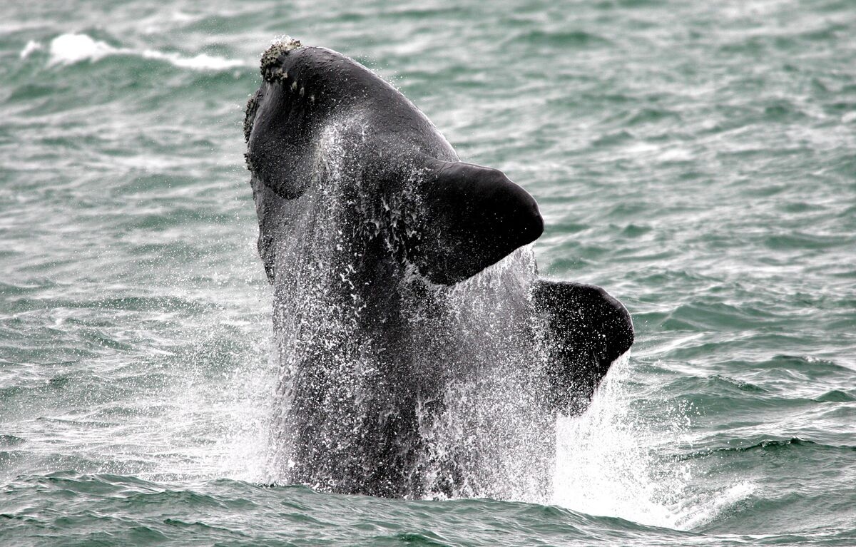 JPMorgan Has a $2 Billion Mystery Whale Behind Its New Junk ETF