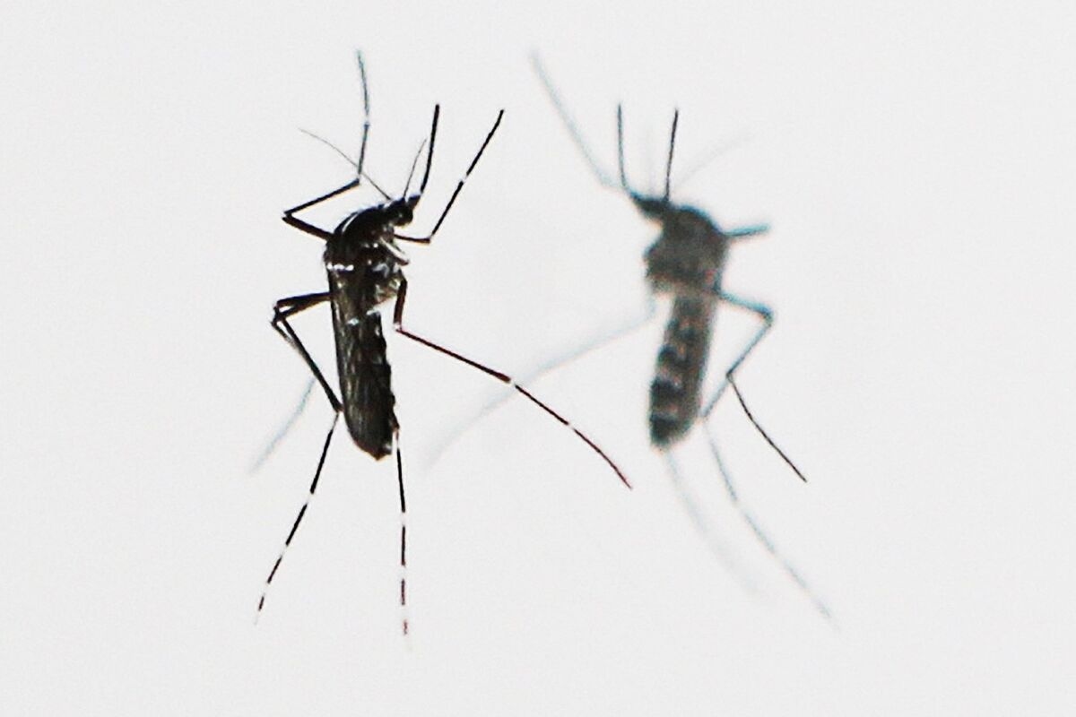 China Deploys Cannibal Mosquitoes to Battle Chikungunya Surge