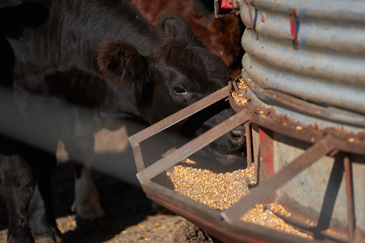 Milei Cuts Export Levies on Argentine Soybeans in Nod to Farmers