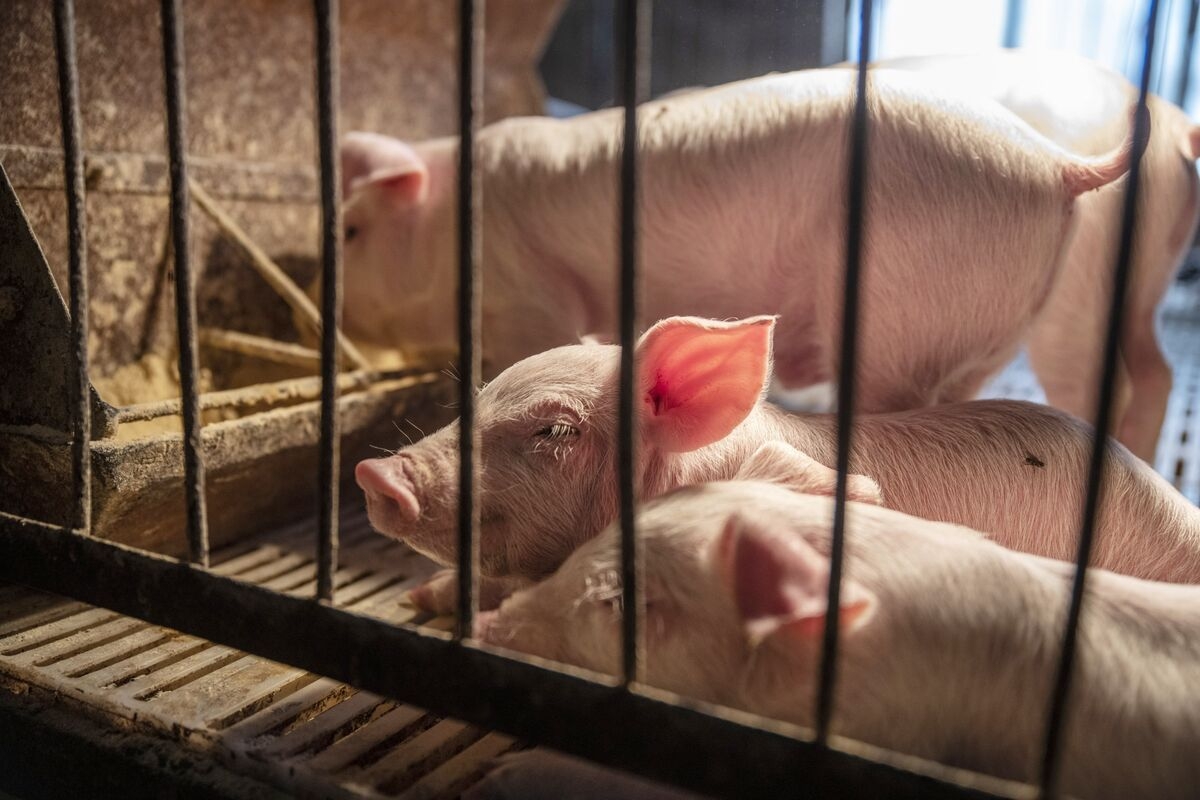 China Nudges Pig Farmers to Restrain Supply After Prices Slump