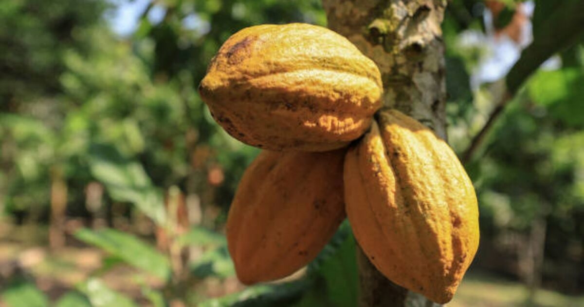 Egg and Cocoa Prices Continue to Soar