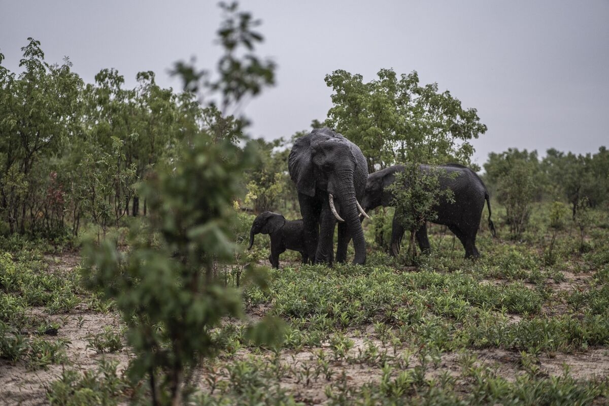 Zimbabwe to Allow Killing of 50 Elephants to Curb Overpopulation