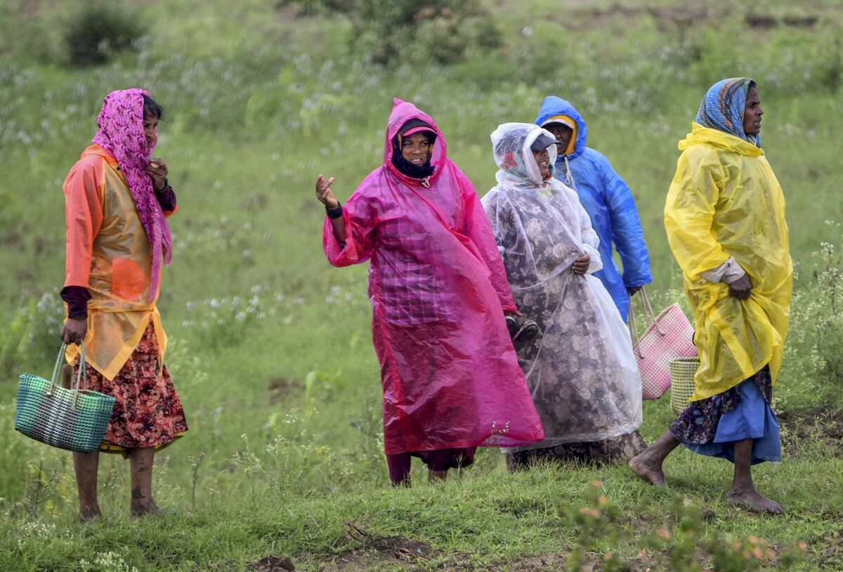 Monsoon Arrives Early in India, Bolstering Outlook for Key Crops