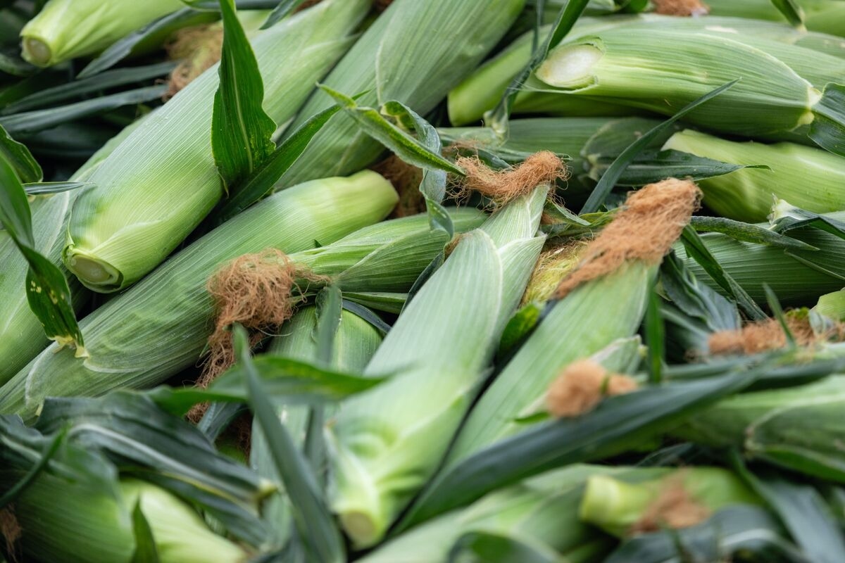 Grains and Soy Hold Near Lows Ahead of US Conditions Report