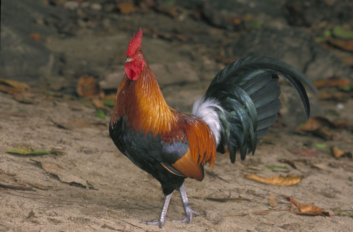 How's the Chicken? You'd Better Not Ask