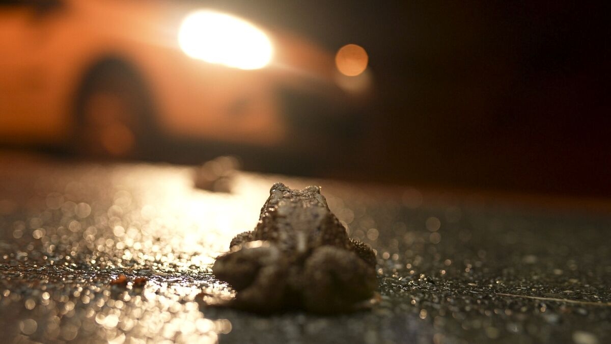 ‘Risky Routes' Shows How Roads Threaten Migratory Toads